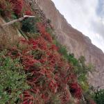 زرشک 